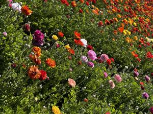 Carlsbad Flower Fields